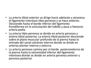 • La arteria tibial anterior se dirige hacia adelante y atraviesa
el ligamento interóseo tibio peroneo y se hace anterior.
Desciende hasta el borde inferior del ligamento
frondiforme en la articulación del tobillo y pasa a llamarse
arteria pedia
• La arteria tibio peronea se divide en arteria peronea y
arteria tibial posterior. La arteria tibial posterior desciende
sobre el plano muscular profundo de la pierna hasta la
entrada del canal calcáneo interno donde se divide en
arterias plantar interna y externa
• La arteria peronea camina por el borde posteroexterno de
la pierna hasta la extremidad inferior del ligamento
interóseo donde se divide en arteria peronea anterior y
peronea posterior
 