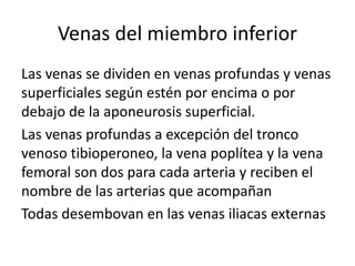 Venas del miembro inferior
Las venas se dividen en venas profundas y venas
superficiales según estén por encima o por
debajo de la aponeurosis superficial.
Las venas profundas a excepción del tronco
venoso tibioperoneo, la vena poplítea y la vena
femoral son dos para cada arteria y reciben el
nombre de las arterias que acompañan
Todas desembovan en las venas iliacas externas
 