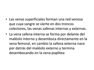 • Las venas superficiales forman una red venosa
que cuya sangre se vierte en dos troncos
colectores, las venas safenas internas y externas.
• La vena safena interna se forma por delante del
maléolo interno y desemboca directamente en la
vena femoral, en cambio la safena externa nace
por detrás del maléolo externo y termina
desembocando en la vena poplitea
 