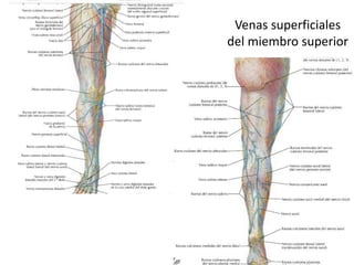 Venas superficiales
del miembro superior
 