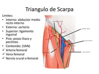 Triangulo de Scarpa
Limites:
• Interno: abductor medio y
recto interno
• Externo: sartorio
• Superior: ligamento
inguinal
• Piso: psoas iliaco y
pectíneo
• Contenido: (VAN)
 Arteria femoral
 Vena femoral
 Nervio crural o femoral
 