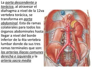La aorta descendente o
torácica, al atravesar el
diafragma a nivel de la 12va
vertebra torácica, se
transforma en aorta
abdominal. Esta da ramas
colaterales para todos los
órganos abdominales hasta
llegar a nivel del borde
inferior de la 4ta vertebra
lumbar donde da sus tres
ramas terminales que son:
las arterias iliacas comunes
derecha e izquierda y la
arteria sacra media
 