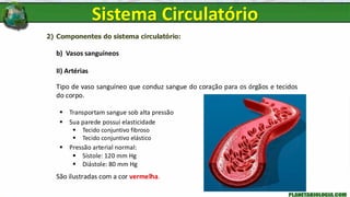 2) Componentes do sistema circulatório:
b) Vasos sanguíneos
II) Artérias
Tipo de vaso sanguíneo que conduz sangue do coração para os órgãos e tecidos
do corpo.
▪ Transportam sangue sob alta pressão
▪ Sua parede possui elasticidade
▪ Tecido conjuntivo fibroso
▪ Tecido conjuntivo elástico
▪ Pressão arterial normal:
▪ Sístole: 120 mm Hg
▪ Diástole: 80 mm Hg
Sistema Circulatório
São ilustradas com a cor vermelha.
 
