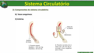 2) Componentes do sistema circulatório:
b) Vasos sanguíneos
II) Artérias
Sistema Circulatório
 