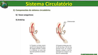 2) Componentes do sistema circulatório:
b) Vasos sanguíneos
II) Artérias
Sistema Circulatório
 