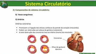 2) Componentes do sistema circulatório:
b) Vasos sanguíneos
II) Artérias
Artérias coronárias
▪ Promovem a irrigação das células cardíacas da parede do coração (miocárdio).
▪ Podem ser obstruídas por placas de gordura (colesterol).
▪ A total obstrução das coronárias leva ao infarto (morte) do miocárdio.
Sistema Circulatório
Coronárias
(Placa de gordura)
Ateroma
 