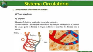 2) Componentes do sistema circulatório:
b) Vasos sanguíneos
III) Capilares
São vasos finíssimos, localizados entre veias e artérias.
Formam rede de capilares por onde ocorre a passagem de oxigênio e nutrientes
do sangue para os tecidos e de gás carbônico e excretas dos tecidos para o
sangue.
Artéria
Veia
Capilares
Sistema Circulatório
 