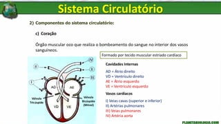 2) Componentes do sistema circulatório:
c) Coração
Órgão muscular oco que realiza o bombeamento do sangue no interior dos vasos
sanguíneos.
Sistema Circulatório
Cavidades Internas
AD = Átrio direito
VD = Ventrículo direito
AE = Átrio esquerdo
VE = Ventrículo esquerdo
Vasos cardíacos
I) Veias cavas (superior e inferior)
II) Artérias pulmonares
III) Veias pulmonares
IV) Artéria aorta
Válvula
Bicúspide
(Mitral)
Válvula
Tricúspide
Formado por tecido muscular estriado cardíaco
 