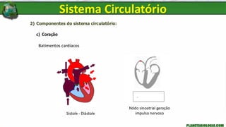 2) Componentes do sistema circulatório:
c) Coração
Batimentos cardíacos
Sistema Circulatório
Sístole - Diástole
Nódo sinoatrial geração
impulso nervoso
 