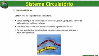 3) Sistema Linfático
Linfa: A linfa é o segundo fluido circulatório.
▪ Deriva do sangue e é constituído por leucócitos, plasma, plaquetas, cloreto de
sódio, oxigênio e dióxido carbono.
▪ Como não possui hemácias a linfa é incolor ou ligeiramente rosada.
▪ É a linfa que distribui os nutrientes e transporta os gases para o sangue e
deste para as células.
Sistema Circulatório
 