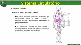 3) Sistema Linfático
Função de defesa do sistema linfático
▪ Os vasos linfáticos possuem dilatações que
amadurecem células de defesa e realiza a
filtração da linfa, denominados linfonodos ou
gânglios linfáticos.
▪ Os linfonodos retiram da linfa: toxinas e
microorganismos através da ação de anticorpos,
plasmóticos, linfócitos e macrófagos.
Sistema Circulatório
 