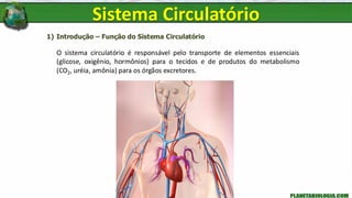1) Introdução – Função do Sistema Circulatório
O sistema circulatório é responsável pelo transporte de elementos essenciais
(glicose, oxigênio, hormônios) para o tecidos e de produtos do metabolismo
(CO2, uréia, amônia) para os órgãos excretores.
Sistema Circulatório
 