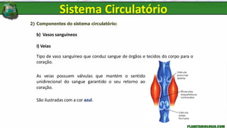 2) Componentes do sistema circulatório:
b) Vasos sanguíneos
I) Veias
Tipo de vaso sanguíneo que conduz sangue de órgãos e tecidos do corpo para o
coração.
Sistema Circulatório
As veias possuem válvulas que mantém o sentido
unidirecional do sangue garantido o seu retorno ao
coração.
São ilustradas com a cor azul.
 