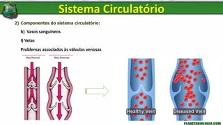 2) Componentes do sistema circulatório:
b) Vasos sanguíneos
I) Veias
Problemas associados às válvulas venosas
Sistema Circulatório
Surgimento de varizes
 