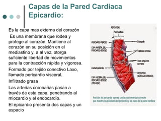 circulación y histología del corazón con descripción , partes y ...