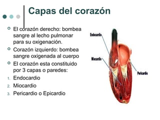 circulación y histología del corazón con descripción , partes y ...