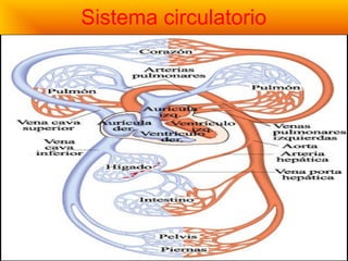 Sistema circulatorio