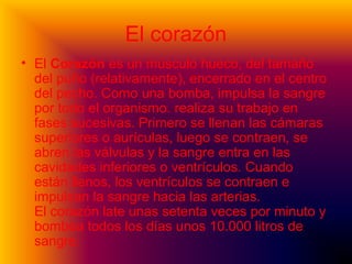 El corazón
• El Corazón es un músculo hueco, del tamaño
del puño (relativamente), encerrado en el centro
del pecho. Como una bomba, impulsa la sangre
por todo el organismo. realiza su trabajo en
fases sucesivas. Primero se llenan las cámaras
superiores o aurículas, luego se contraen, se
abren las válvulas y la sangre entra en las
cavidades inferiores o ventrículos. Cuando
están llenos, los ventrículos se contraen e
impulsan la sangre hacia las arterias.
El corazón late unas setenta veces por minuto y
bombea todos los días unos 10.000 litros de
sangre.