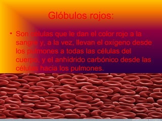 Glóbulos rojos:
• Son células que le dan el color rojo a la
sangre y, a la vez, llevan el oxígeno desde
los pulmones a todas las células del
cuerpo, y el anhídrido carbónico desde las
células hacia los pulmones.