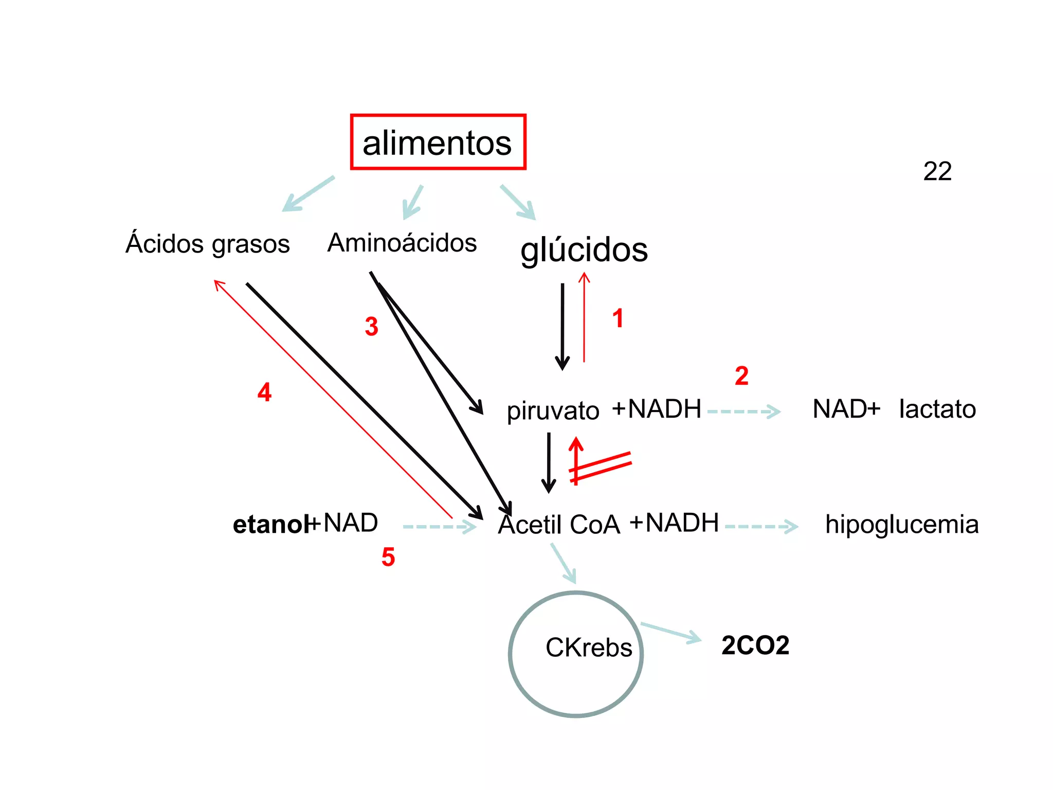 alimentos
piruvato
Acetil CoA
glúcidos
Aminoácidos
Ácidos grasos
CKrebs
etanol
NADH
+ NAD+ lactato
NAD
+ NADH
+ hipoglucemia
1
2
3
5
4
2CO2
22
 