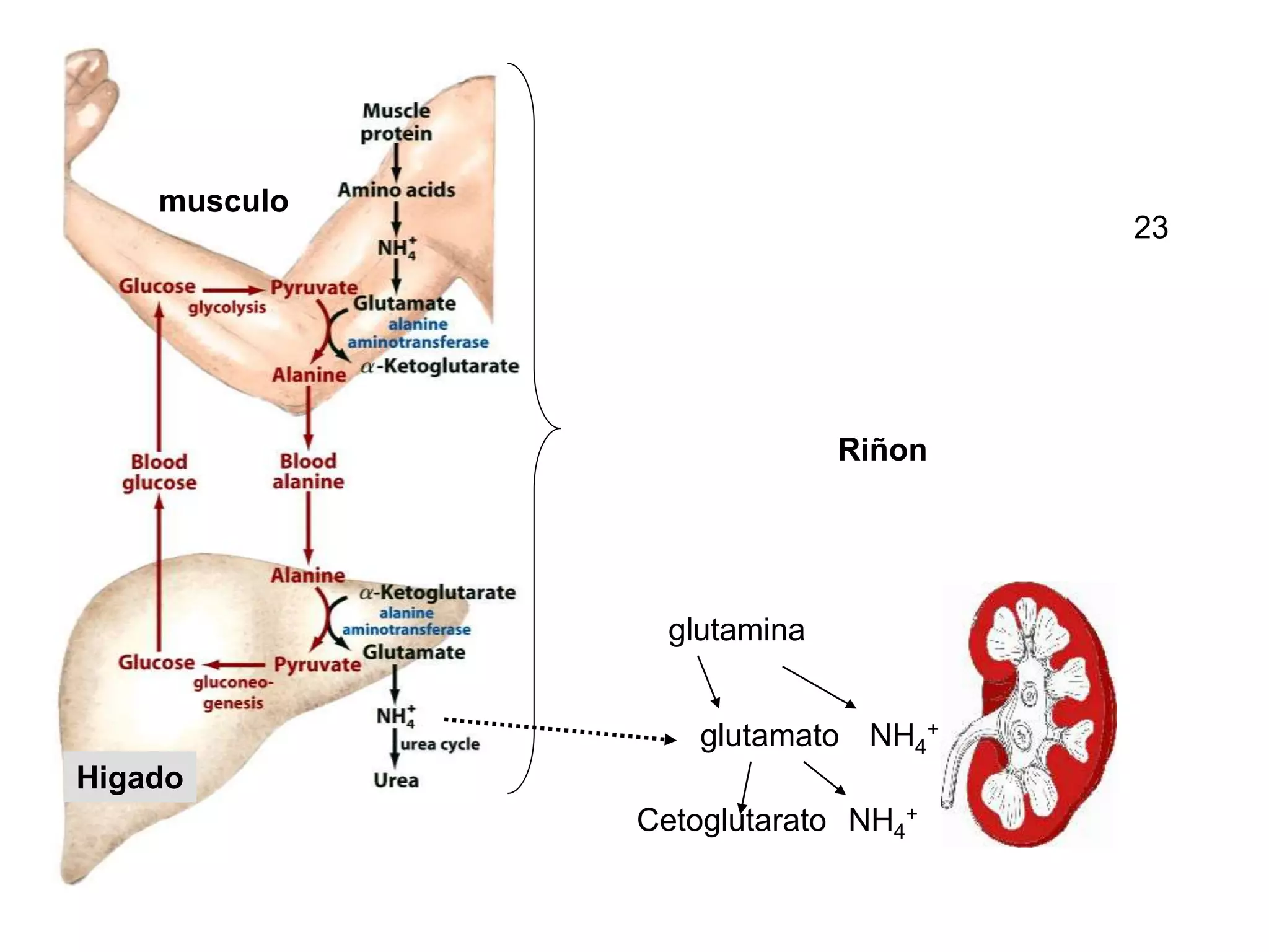 Riñon
glutamina
glutamato
Cetoglutarato
NH4
+
NH4
+
Higado
musculo
23
 