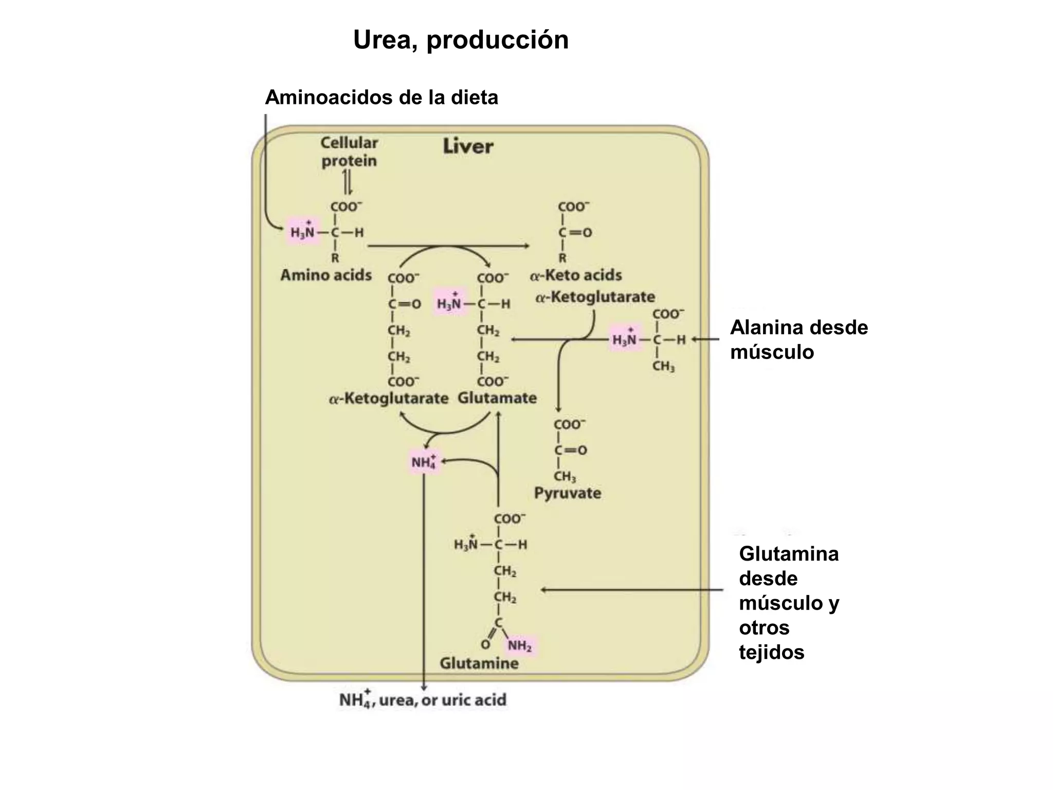 Urea, producción
Aminoacidos de la dieta
Alanina desde
músculo
Glutamina
desde
músculo y
otros
tejidos
 