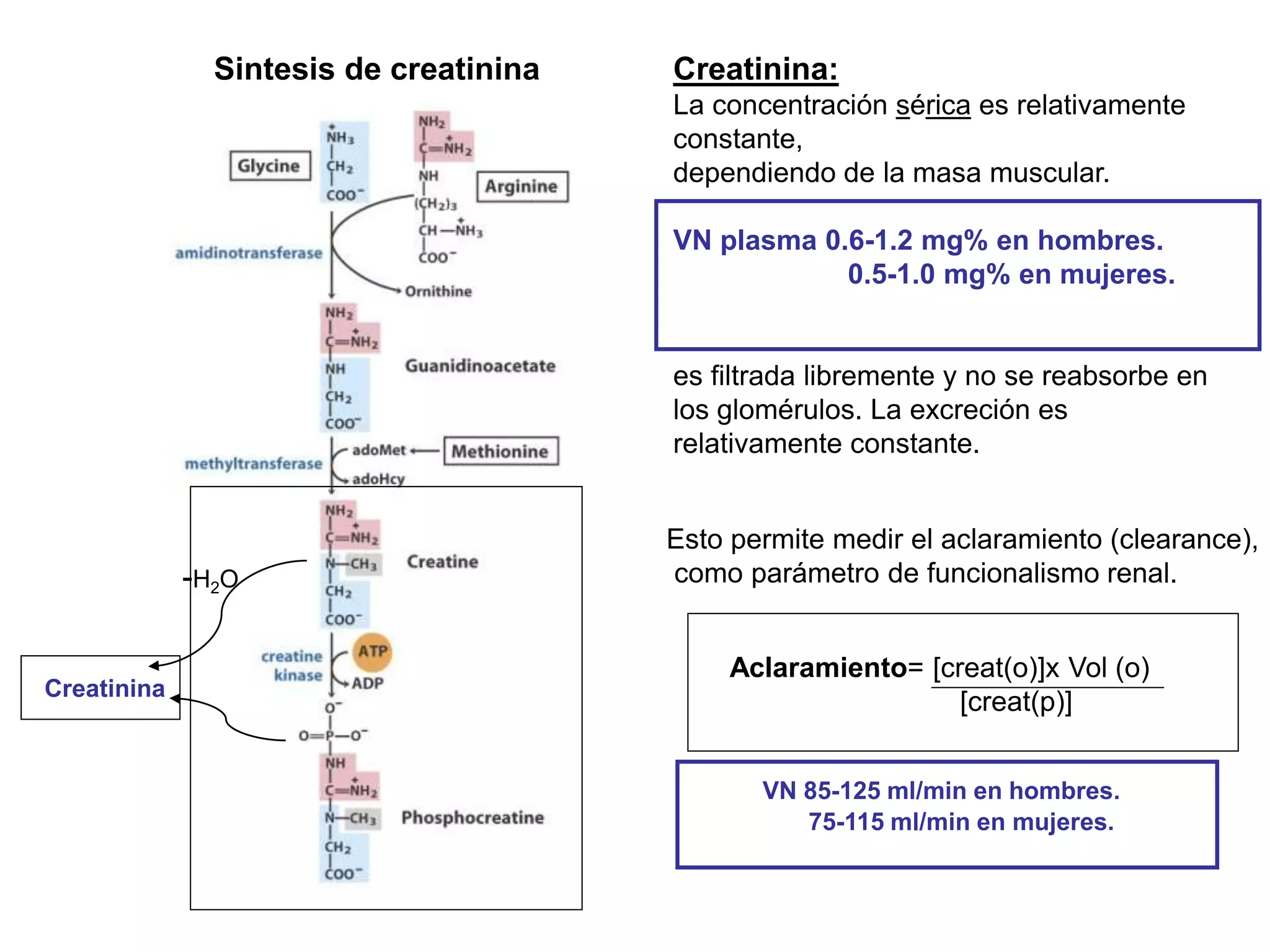 Sintesis de creatinina
Creatinina
-H2O
Creatinina:
La concentración sérica es relativamente
constante,
dependiendo de la masa muscular.
VN plasma 0.6-1.2 mg% en hombres.
0.5-1.0 mg% en mujeres.
es filtrada libremente y no se reabsorbe en
los glomérulos. La excreción es
relativamente constante.
Esto permite medir el aclaramiento (clearance),
como parámetro de funcionalismo renal.
Aclaramiento= [creat(o)]x Vol (o)
[creat(p)]
VN 85-125 ml/min en hombres.
75-115 ml/min en mujeres.
 