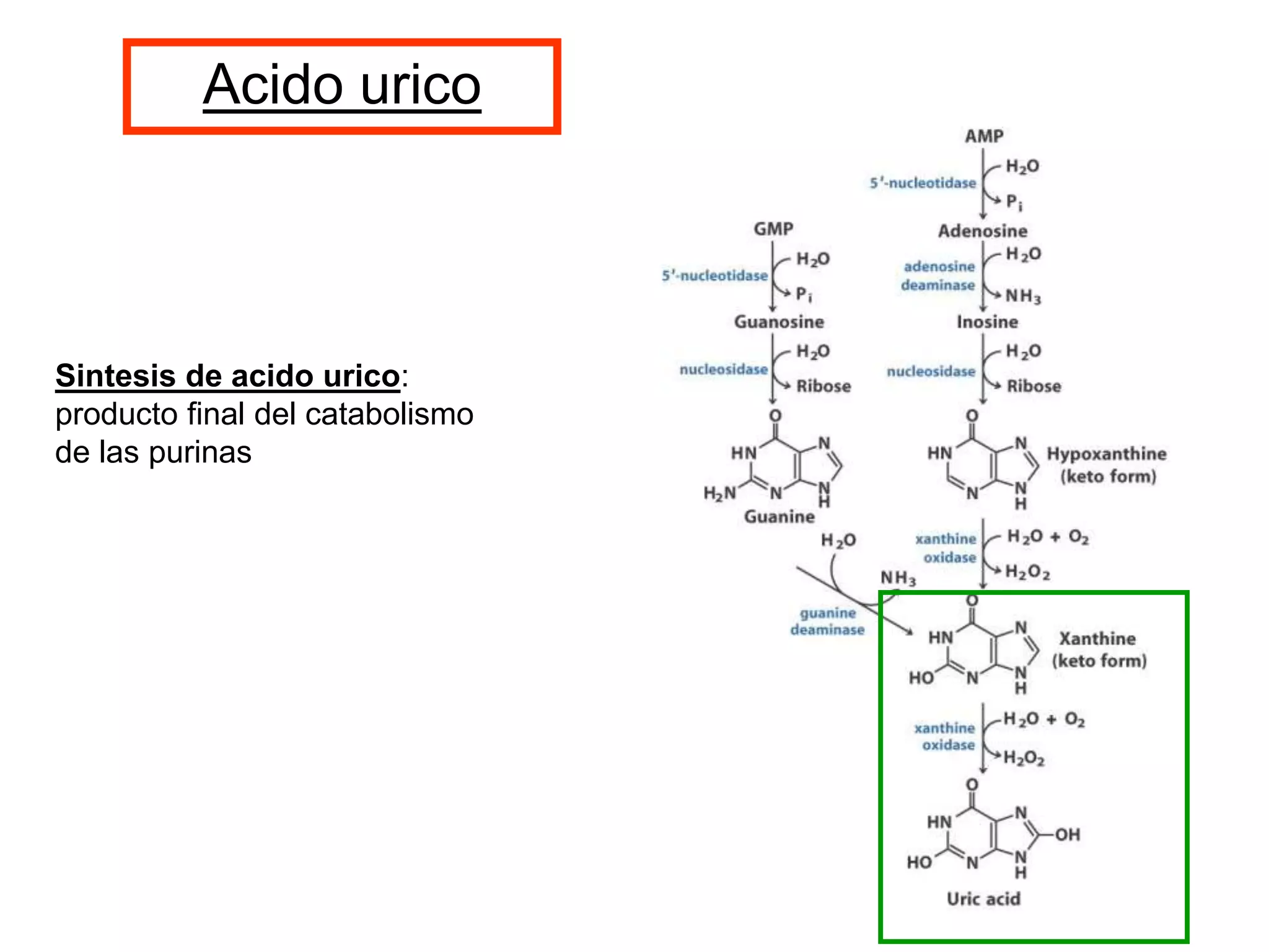 Sintesis de acido urico:
producto final del catabolismo
de las purinas
Acido urico
 