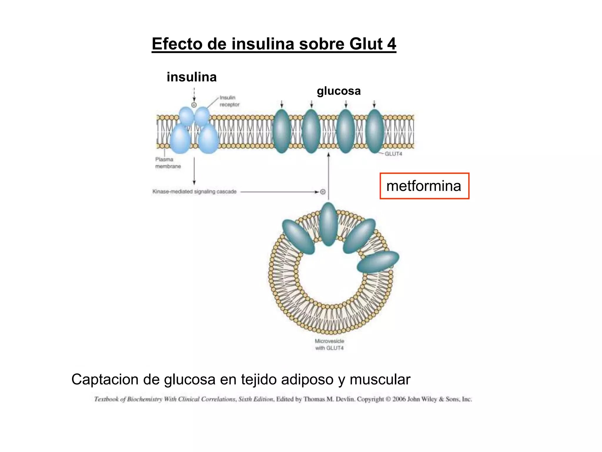 Efecto de insulina sobre Glut 4
metformina
Captacion de glucosa en tejido adiposo y muscular
insulina
glucosa
 