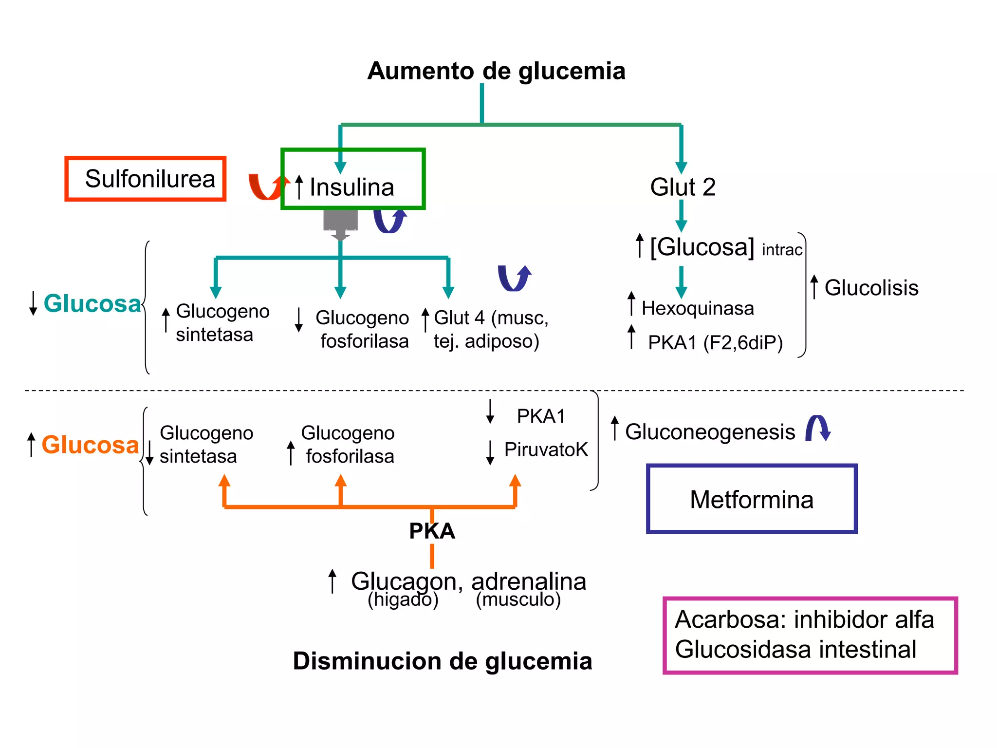 Aumento de glucemia
Insulina Glut 2
Glucogeno
sintetasa
Glucogeno
fosforilasa
Glut 4 (musc,
tej. adiposo)
Hexoquinasa
PKA1 (F2,6diP)
[Glucosa] intrac
Glucosa
Disminucion de glucemia
Glucagon, adrenalina
Glucogeno
fosforilasa
Glucogeno
sintetasa PiruvatoK
PKA1
Glucolisis
Gluconeogenesis
PKA
Glucosa
(higado) (musculo)
Sulfonilurea
Metformina
Acarbosa: inhibidor alfa
Glucosidasa intestinal
 