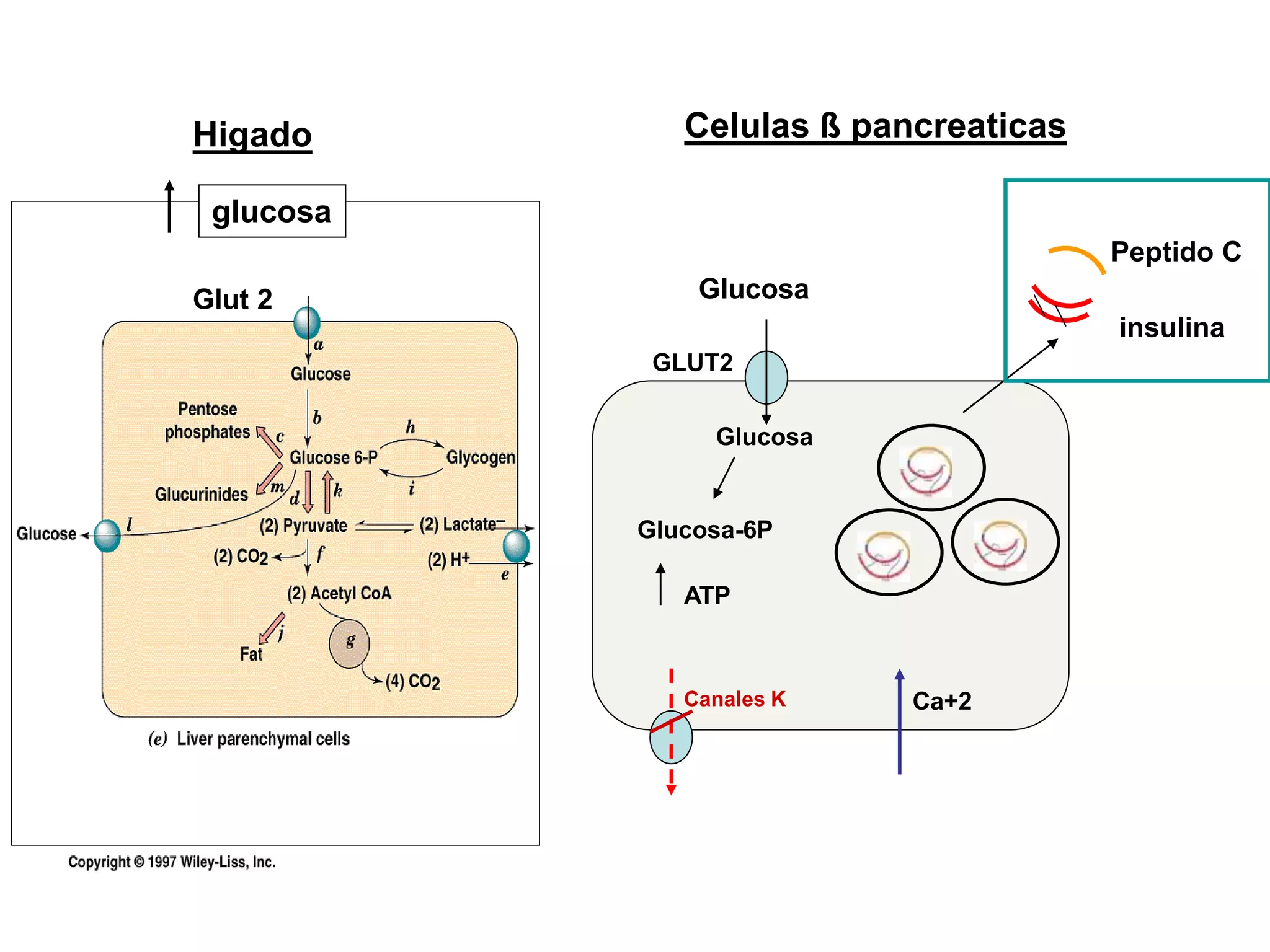 Glucosa
GLUT2
Glucosa
Glucosa-6P
ATP
Canales K Ca+2
insulina
Peptido C
Celulas ß pancreaticas
Higado
Glut 2
glucosa
 