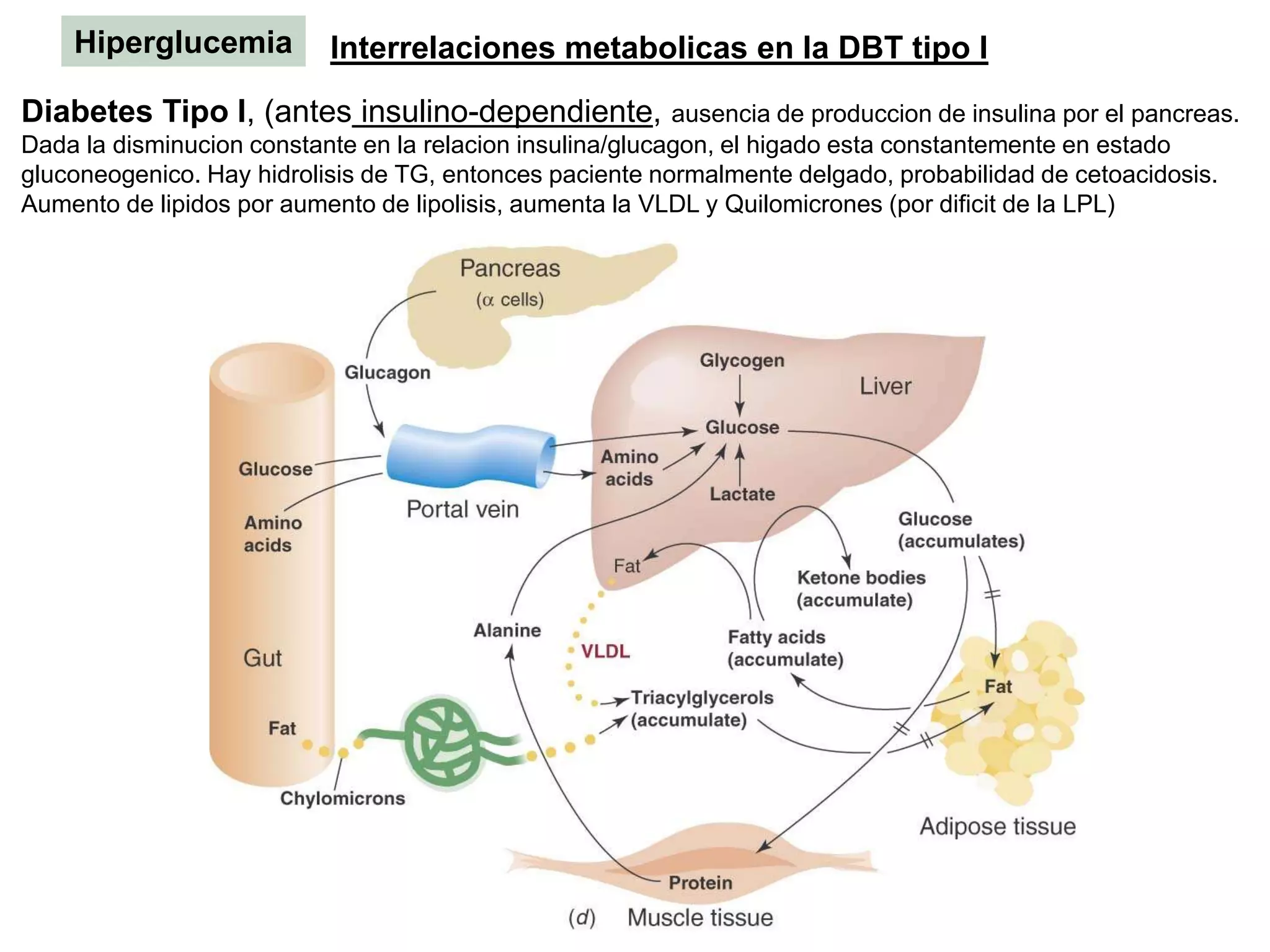 Diabetes Tipo I, (antes insulino-dependiente, ausencia de produccion de insulina por el pancreas.
Dada la disminucion constante en la relacion insulina/glucagon, el higado esta constantemente en estado
gluconeogenico. Hay hidrolisis de TG, entonces paciente normalmente delgado, probabilidad de cetoacidosis.
Aumento de lipidos por aumento de lipolisis, aumenta la VLDL y Quilomicrones (por dificit de la LPL)
Hiperglucemia Interrelaciones metabolicas en la DBT tipo I
 
