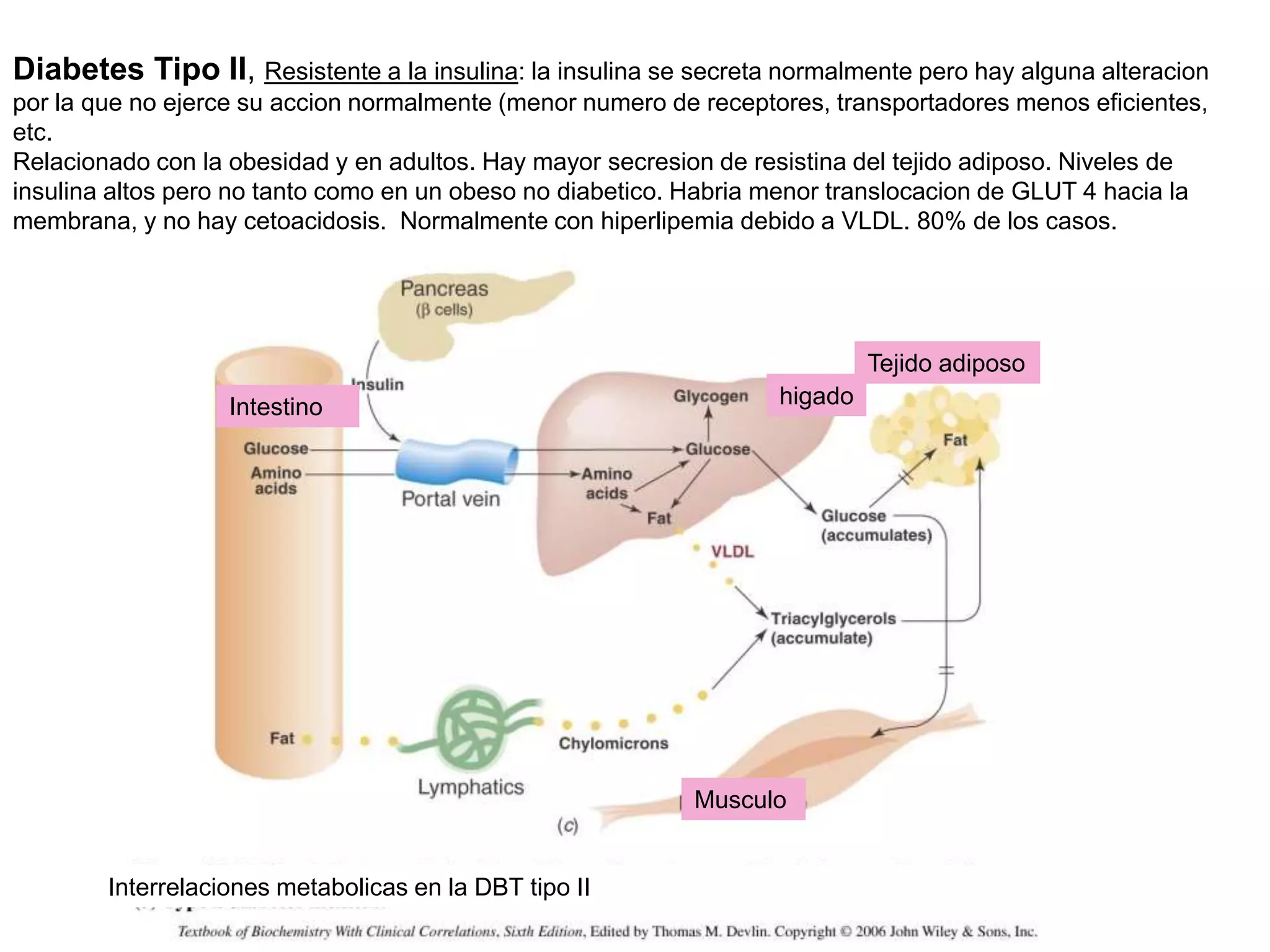 Diabetes Tipo II, Resistente a la insulina: la insulina se secreta normalmente pero hay alguna alteracion
por la que no ejerce su accion normalmente (menor numero de receptores, transportadores menos eficientes,
etc.
Relacionado con la obesidad y en adultos. Hay mayor secresion de resistina del tejido adiposo. Niveles de
insulina altos pero no tanto como en un obeso no diabetico. Habria menor translocacion de GLUT 4 hacia la
membrana, y no hay cetoacidosis. Normalmente con hiperlipemia debido a VLDL. 80% de los casos.
Interrelaciones metabolicas en la DBT tipo II
Intestino higado
Tejido adiposo
Musculo
 