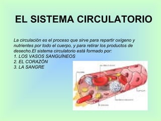 EL SISTEMA CIRCULATORIO   La circulación es el proceso que sirve para repartir oxígeno y nutrientes por todo el cuerpo, y para retirar los productos de desecho.El sistema circulatorio está formado por:  1. LOS VASOS SANGUÍNEOS 2. EL CORAZÓN 3. LA SANGRE 