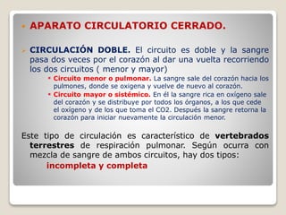  APARATO CIRCULATORIO CERRADO.
 CIRCULACIÓN DOBLE. El circuito es doble y la sangre
pasa dos veces por el corazón al dar una vuelta recorriendo
los dos circuitos ( menor y mayor)
 Circuito menor o pulmonar. La sangre sale del corazón hacia los
pulmones, donde se oxigena y vuelve de nuevo al corazón.
 Circuito mayor o sistémico. En él la sangre rica en oxígeno sale
del corazón y se distribuye por todos los órganos, a los que cede
el oxígeno y de los que toma el CO2. Después la sangre retorna la
corazón para iniciar nuevamente la circulación menor.
Este tipo de circulación es característico de vertebrados
terrestres de respiración pulmonar. Según ocurra con
mezcla de sangre de ambos circuitos, hay dos tipos:
incompleta y completa
 