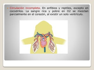  Circulación incompleta. En anfibios y reptiles, excepto en
cocodrilos. La sangre rica y pobre en O2 se mezclan
parcialmente en el corazón, al existir un solo ventrículo.
 