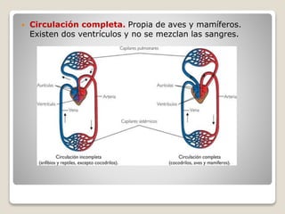  Circulación completa. Propia de aves y mamíferos.
Existen dos ventrículos y no se mezclan las sangres.
 