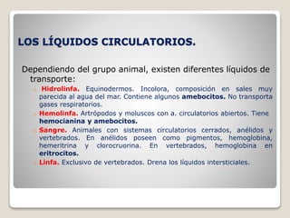 LOS LÍQUIDOS CIRCULATORIOS.
Dependiendo del grupo animal, existen diferentes líquidos de
transporte:
o Hidrolinfa. Equinodermos. Incolora, composición en sales muy
parecida al agua del mar. Contiene algunos amebocitos. No transporta
gases respiratorios.
o Hemolinfa. Artrópodos y moluscos con a. circulatorios abiertos. Tiene
hemocianina y amebocitos.
o Sangre. Animales con sistemas circulatorios cerrados, anélidos y
vertebrados. En anélidos poseen como pigmentos, hemoglobina,
hemeritrina y clorocruorina. En vertebrados, hemoglobina en
eritrocitos.
o Linfa. Exclusivo de vertebrados. Drena los líquidos intersticiales.
 