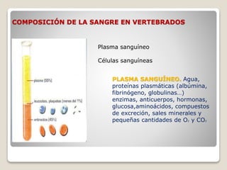 COMPOSICIÓN DE LA SANGRE EN VERTEBRADOS
Plasma sanguíneo
Células sanguíneas
PLASMA SANGUÍNEO. Agua,
proteínas plasmáticas (albúmina,
fibrinógeno, globulinas…)
enzimas, anticuerpos, hormonas,
glucosa,aminoácidos, compuestos
de excreción, sales minerales y
pequeñas cantidades de O2 y CO2
 