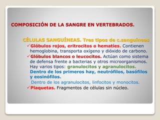 COMPOSICIÓN DE LA SANGRE EN VERTEBRADOS.
CÉLULAS SANGUÍNEAS. Tres tipos de c.sanguíneas
Glóbulos rojos, eritrocitos o hematíes. Contienen
hemoglobina, transporta oxígeno y dióxido de carbono.
Glóbulos blancos o leucocitos. Actúan como sistema
de defensa frente a bacterias y otros microorganismos.
Hay varios tipos: granulocitos y agranulocitos.
Dentro de los primeros hay, neutrófilos, basófilos
y eosinófilos.
Dentro de los agranulocitos, linfocitos y monocitos.
Plaquetas. Fragmentos de células sin núcleo.
 