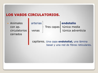 LOS VASOS CIRCULATORIOS.
 Animales arterias endotelio
con ap. Tres capas túnica media
circulatorios venas túnica adventicia
cerrados
capilares. Una capa endotelial, una lámina
basal y una red de fibras reticulares.
 