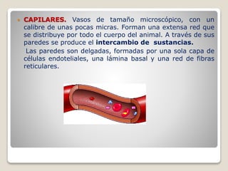  CAPILARES. Vasos de tamaño microscópico, con un
calibre de unas pocas micras. Forman una extensa red que
se distribuye por todo el cuerpo del animal. A través de sus
paredes se produce el intercambio de sustancias.
Las paredes son delgadas, formadas por una sola capa de
células endoteliales, una lámina basal y una red de fibras
reticulares.
 