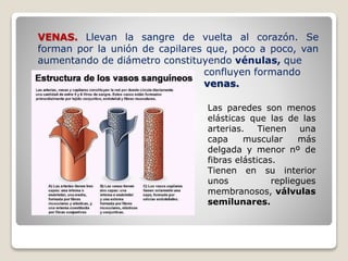 VENAS. Llevan la sangre de vuelta al corazón. Se
forman por la unión de capilares que, poco a poco, van
aumentando de diámetro constituyendo vénulas, que
confluyen formando
venas.
Las paredes son menos
elásticas que las de las
arterias. Tienen una
capa muscular más
delgada y menor nº de
fibras elásticas.
Tienen en su interior
unos repliegues
membranosos, válvulas
semilunares.
 