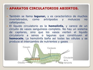  APARATOS CIRCULATORIOS ABIERTOS.
 También se llama lagunar, y es característico de muchos
invertebrados, como artrópodos y moluscos no
cefalópodos.
 El líquido circulatorio es la hemolinfa, y carece de un
circuito de vasos sanguíneos completo. No hay un sistema
de capilares, sino que los vasos vierten el líquido
circulatorio a senos o lagunas que constituyen el
hemocele. La hemolinfa baña así todas las células y se
produce el intercambio de nutrientes y gases
 