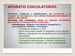  APARATO CIRCULATORIO.
 Poríferos, Cnidarios y platelmintos, los nutrientes y el
oxígeno se incorporan a las células directamente desde el
plasma intersticial.
 Animales más complejos, existe un aparato circulatorio
que realiza el transporte de sustancias.
Vertebrados. Sistema circulatorio sanguíneo y
s.circulatorio linfático. Funciones:
- Transporta oxígeno y CO2
- Lleva nutrientes desde el digestivo a las células
- Retira y tansporta los productos de excreción de
las células
- Lleva hormonas desde las g.endocrínas a ór.
- Transporta anticuerpos y células defensivas
- Mantiene la tª corporal cte. en homeotermos
 