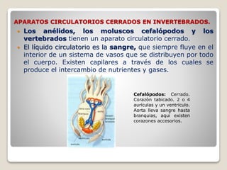 APARATOS CIRCULATORIOS CERRADOS EN INVERTEBRADOS.
 Los anélidos, los moluscos cefalópodos y los
vertebrados tienen un aparato circulatorio cerrado.
 El líquido circulatorio es la sangre, que siempre fluye en el
interior de un sistema de vasos que se distribuyen por todo
el cuerpo. Existen capilares a través de los cuales se
produce el intercambio de nutrientes y gases.
Cefalópodos: Cerrado.
Corazón tabicado. 2 o 4
aurículas y un ventrículo.
Aorta lleva sangre hasta
branquias, aquí existen
corazones accesorios.
 