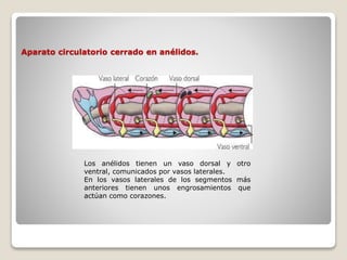 Aparato circulatorio cerrado en anélidos.
Los anélidos tienen un vaso dorsal y otro
ventral, comunicados por vasos laterales.
En los vasos laterales de los segmentos más
anteriores tienen unos engrosamientos que
actúan como corazones.
 
