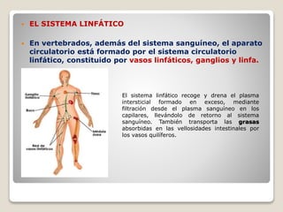  EL SISTEMA LINFÁTICO
 En vertebrados, además del sistema sanguíneo, el aparato
circulatorio está formado por el sistema circulatorio
linfático, constituido por vasos linfáticos, ganglios y linfa.
El sistema linfático recoge y drena el plasma
intersticial formado en exceso, mediante
filtración desde el plasma sanguíneo en los
capilares, llevándolo de retorno al sistema
sanguíneo. También transporta las grasas
absorbidas en las vellosidades intestinales por
los vasos quilíferos.
 