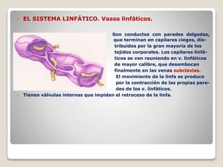  EL SISTEMA LINFÁTICO. Vasos linfáticos.
 Son conductos con paredes delgadas,
que t que terminan en capilares ciegos, dis-
 tribuidos por la gran mayoría de los
 tejidos corporales. Los capilares linfá-
 ticos se van reuniendo en v. linfáticos
 de mayor calibre, que desembocan
 finalmente en las venas subclavias.
 El movimiento de la linfa se produce
 por la contracción de las propias pare-
 des de los v. linfáticos.
 Tienen válvulas internas que impiden el retroceso de la linfa.
 
