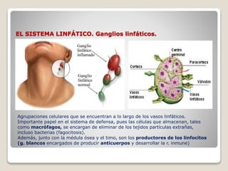 EL SISTEMA LINFÁTICO. Ganglios linfáticos.
Agrupaciones celulares que se encuentran a lo largo de los vasos linfáticos.
Importante papel en el sistema de defensa, pues las células que almacenan, tales
como macrófagos, se encargan de eliminar de los tejidos partículas extrañas,
incluso bacterias (fagocitosis).
Además, junto con la médula ósea y el timo, son los productores de los linfocitos
(g. blancos encargados de producir anticuerpos y desarrollar la r. inmune)
 